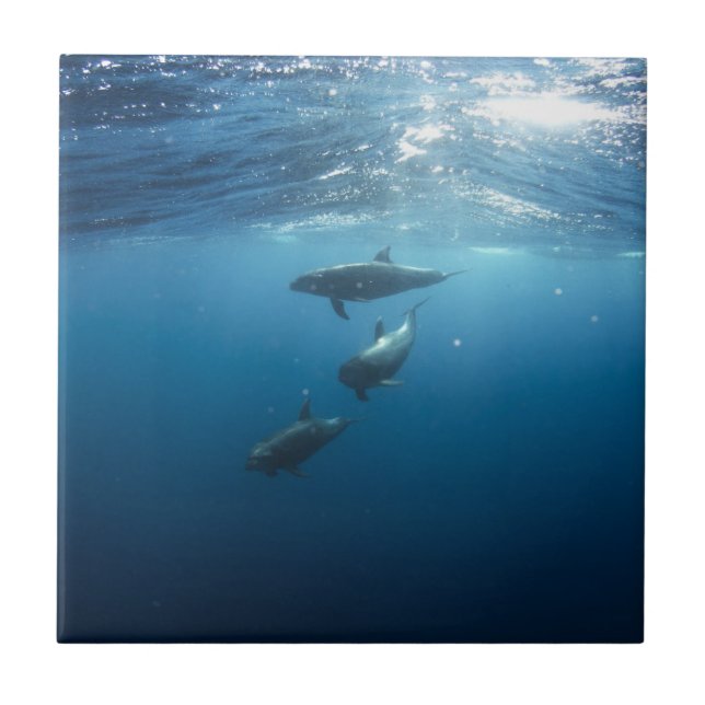 Família do golfinho (Frente)