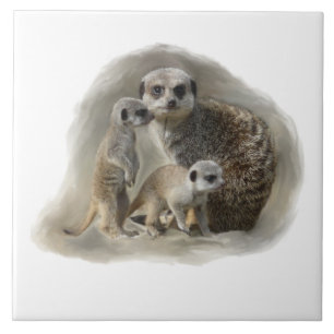família do meerkat