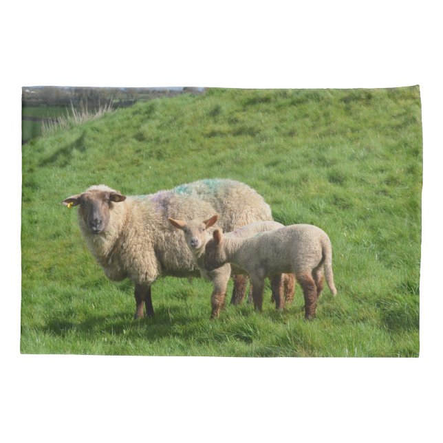 Família dos carneiros (Verso)