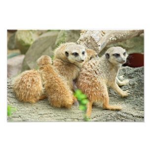 Família dos meerkats - foto