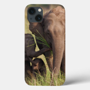 Família indiana do elefante asiático no savana