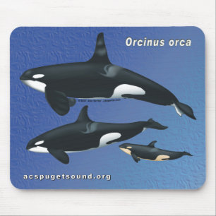 Família Mousepad da baleia de assassino - bkg azul
