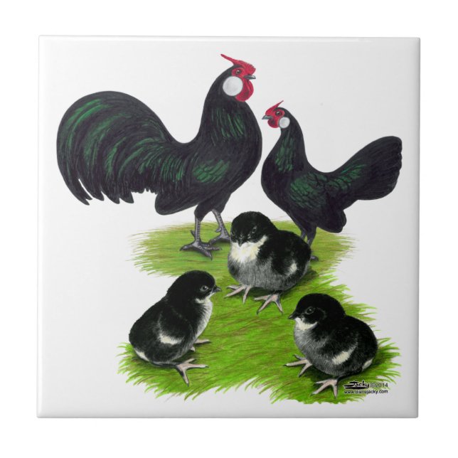 Família Rosecomb Black Bantam (Frente)