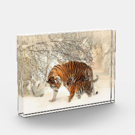 Família Tiger No Bloco De Fotografias Do Inverno