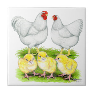 Família Wyandotte de Frango Branco