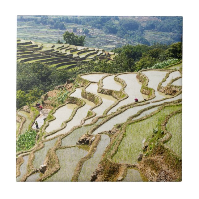 Famosos terraços de arroz yuanyang - Yunnan, China (Frente)