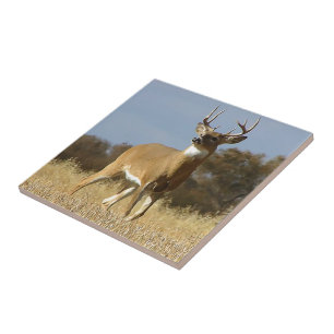 Fanfarrão do Whitetail do outono