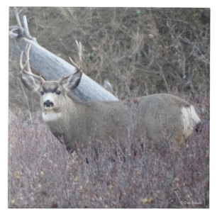 Fanfarrão dos cervos de mula D32