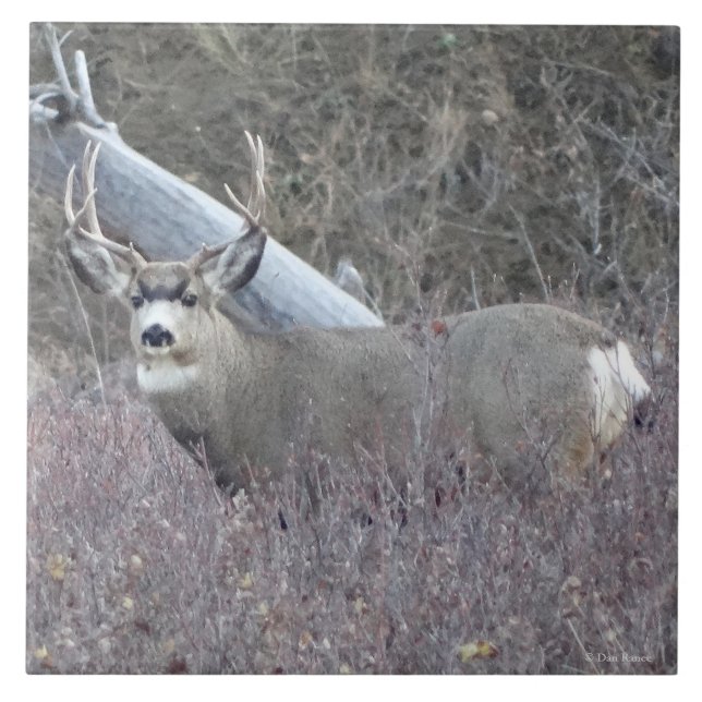 Fanfarrão dos cervos de mula D32 (Frente)