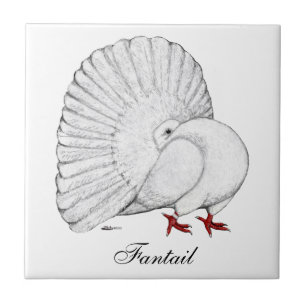 Fantail Pigeon White