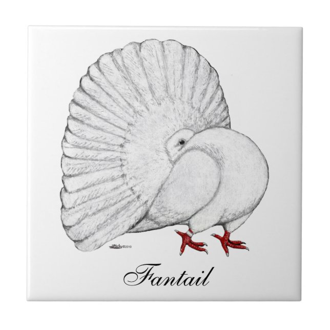 Fantail Pigeon White (Frente)
