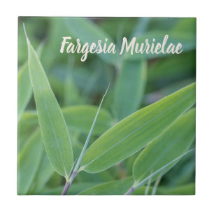 Fargesia murielae Bamboo para presente de jardinei