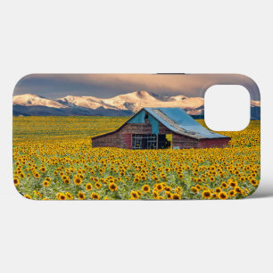 Farms   Sunflower Field