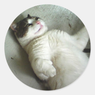 FATBOY QUE ENCONTRA-SE PARA BAIXO ETIQUETAS