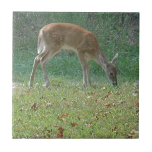 faun, veado bebê no lago Arrohead