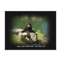 Fauna da Savana Africana Ohio Cartão Postal