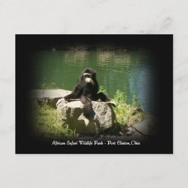 Fauna da Savana Africana Ohio Cartão Postal (Frente)