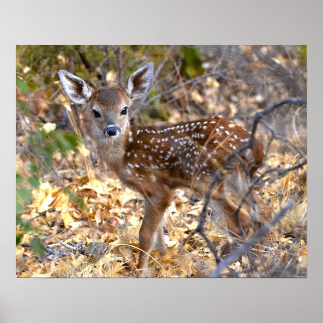Fawn Deer Photo Poster (Frente)