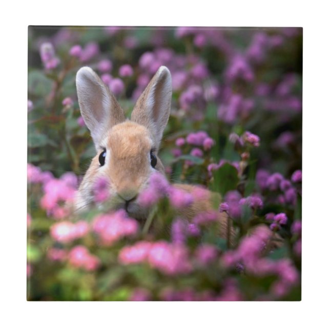 Fazenda de coelho (Frente)