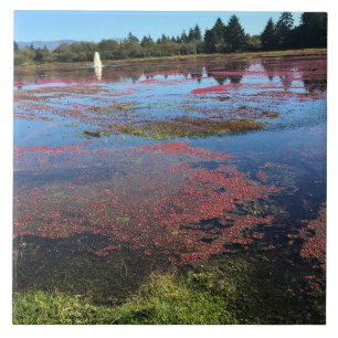 Fazenda de Cranberry, Long Beach, Washington