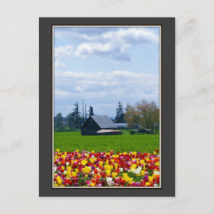 Fazenda de Tulipas - Cartão Postal
