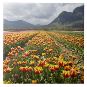 Fazenda de Tulipas perto de Agassiz, Colúmbia Brit