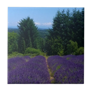 Fazenda lavanda