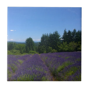 Fazenda lavanda