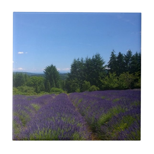 Fazenda lavanda (Frente)