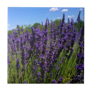 Fazenda lavanda