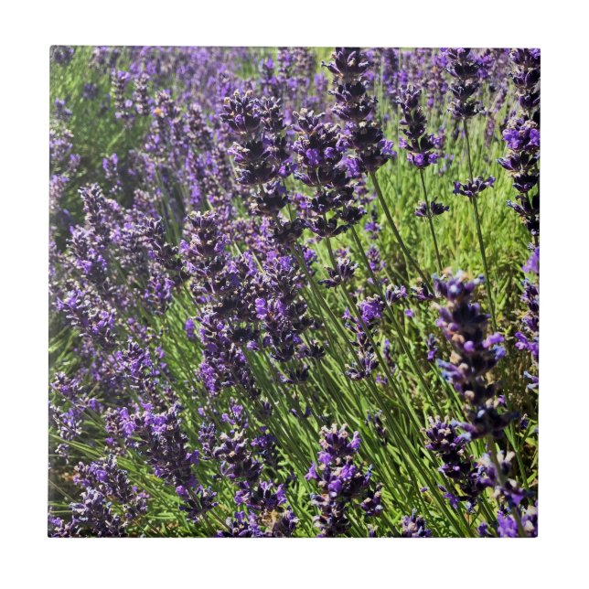 Fazenda lavanda (Frente)