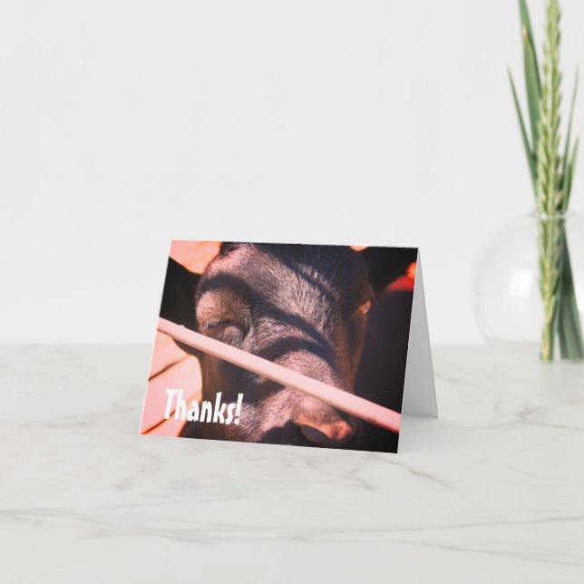 Fazenda Sonolenta, Cartões de agradecimentos Anima (Frente)