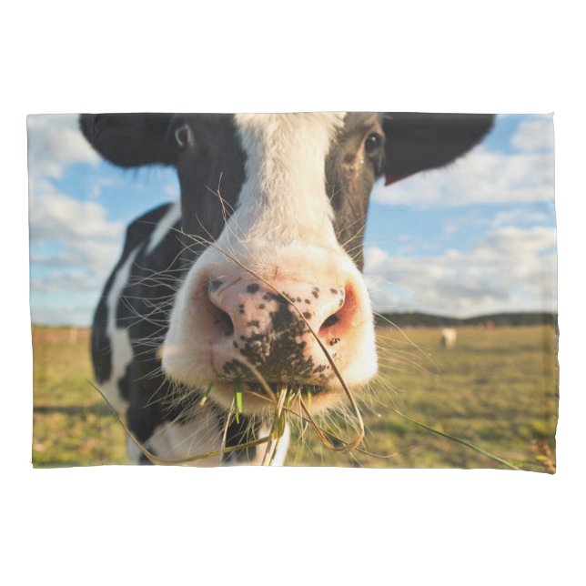 Fazendas | Mastigação De Vaca Holstein (Frente)