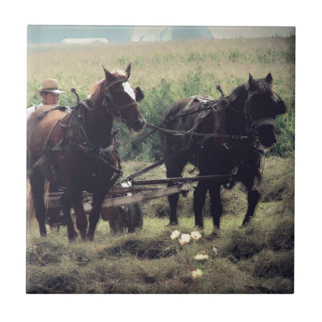 Fazendo Feno Com Cavalos (Frente)