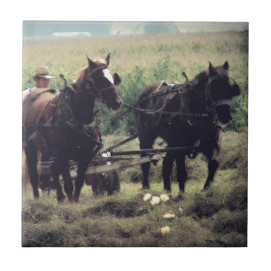 Fazer Com Cavalos