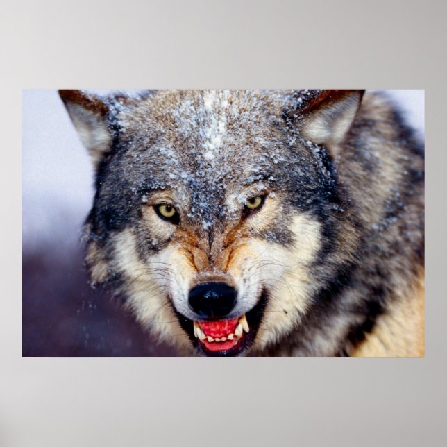 Fearsome Wolf Poster (Frente)