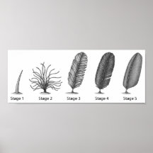 Feather Evolution Impressão