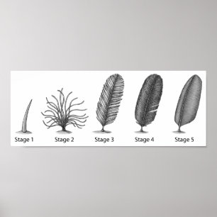 Feather Evolution Impressão