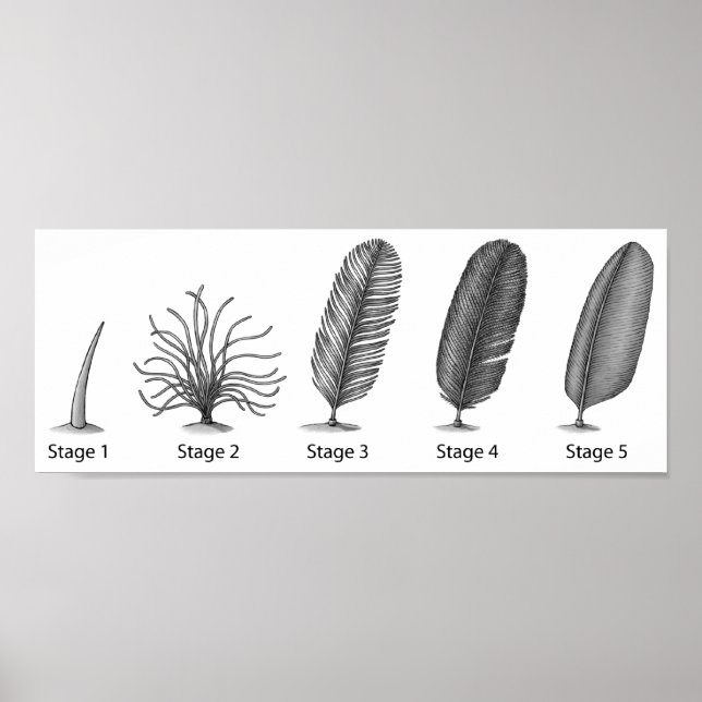 Evolution of Feathers