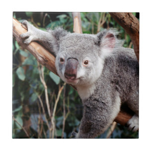 Featherdale Wildlife Park, Ursos Koalás
