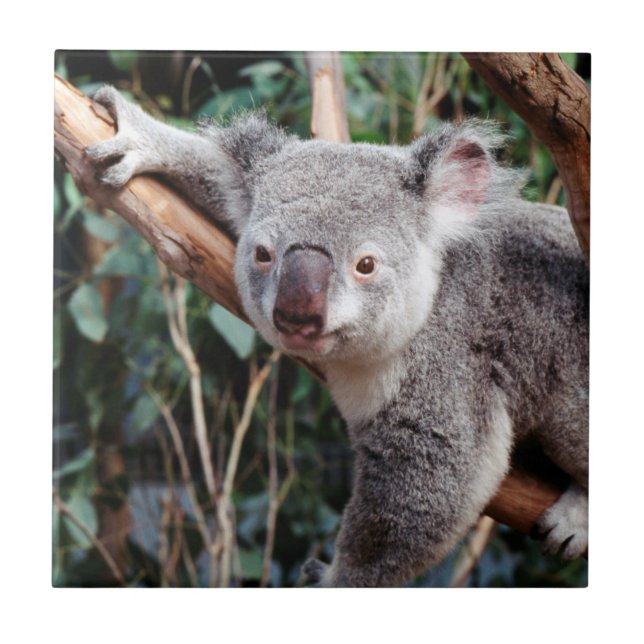 Featherdale Wildlife Park, Ursos Koalás (Frente)
