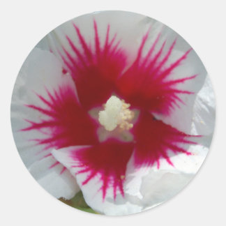 Fechado com um BEIJO STARBURST! Adesivos