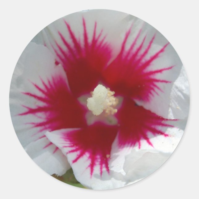 Fechado com um BEIJO STARBURST! Adesivos (Frente)