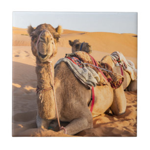 Fechamento de Camel no deserto de Oman