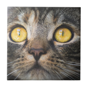 Fechamento de Gato com Olhos Amarelos