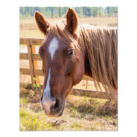 Fechamento de um Cavalo Marrom em uma fotografia d