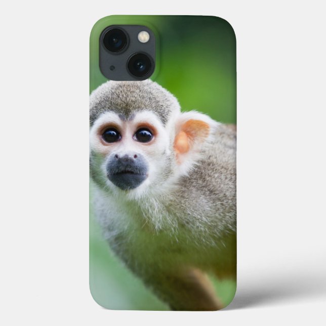 Fechamento de um Macaco Esquilo Comum (Verso)