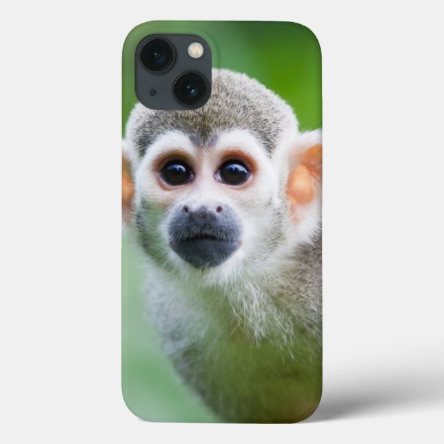 Fechamento de um Macaco Esquilo Comum (Verso)