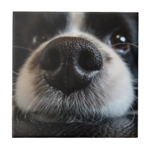 Fechamento do Nariz Collie Fronteira