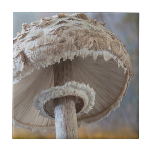 Fechar A Parte Inferior Do Cogumelo (Frente)